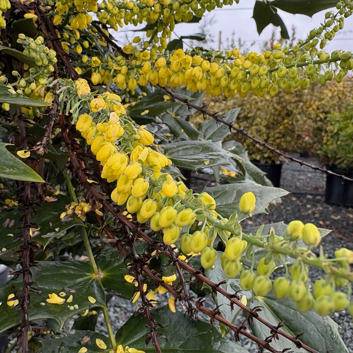 Winter Sun Hybrid Mahonia