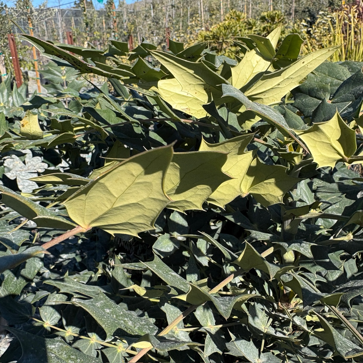 Winter Sun Hybrid Mahonia