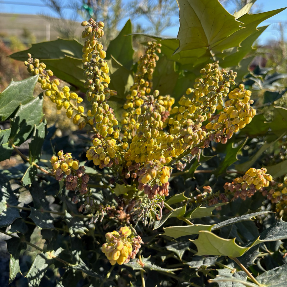 Winter Sun Hybrid Mahonia