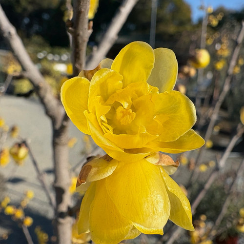Wintersweet (Chimonanthus praecox)