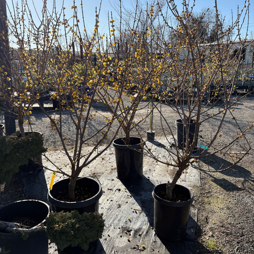 Wintersweet (Chimonanthus praecox)