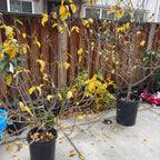 Potted Wintersweet shrubs with yellow leaves on a concrete surface against a wooden fence.