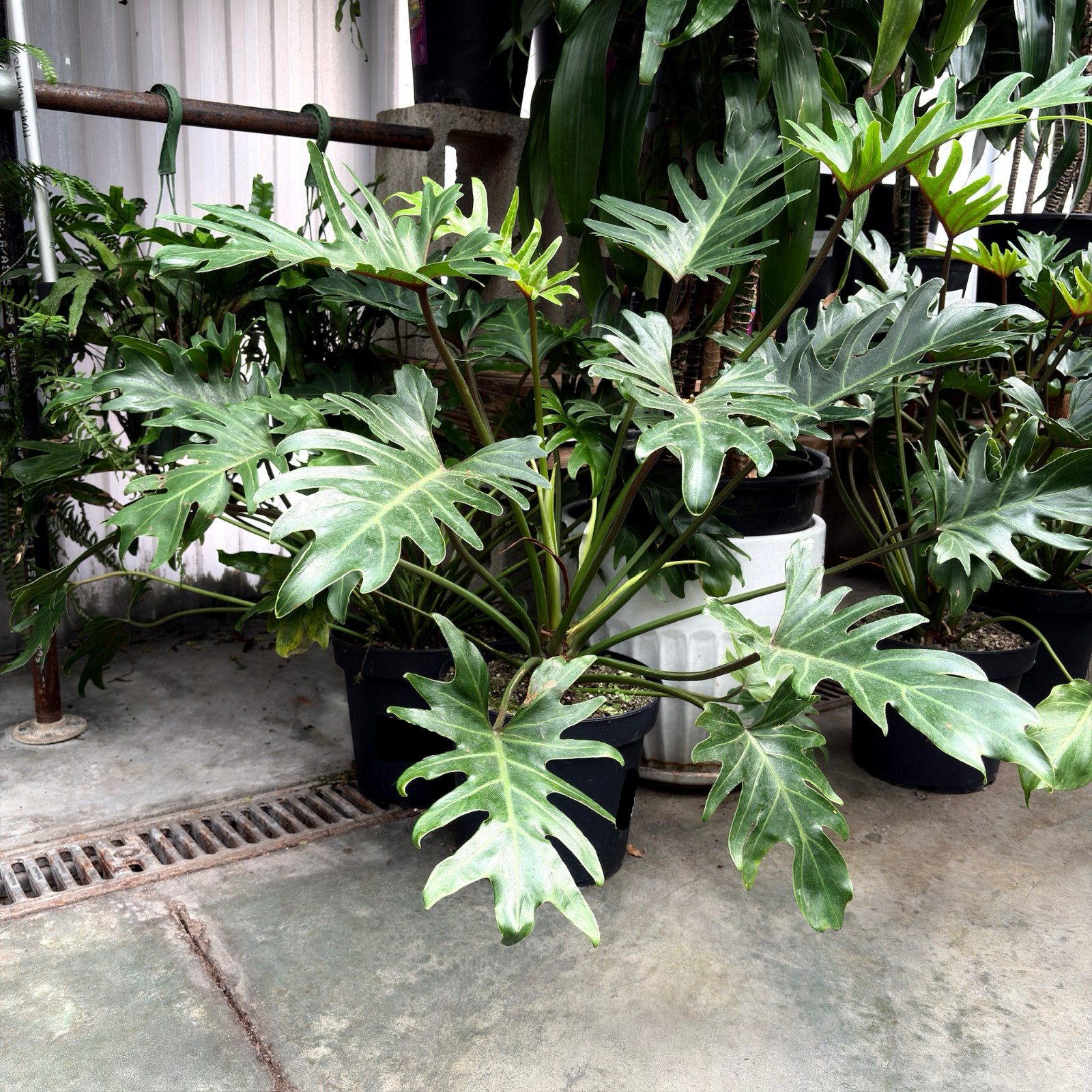 Xanadu Philodendron  plants in pots on a concrete floor with a metal railing in the background.