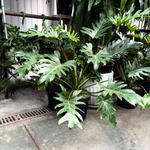 Xanadu Philodendron