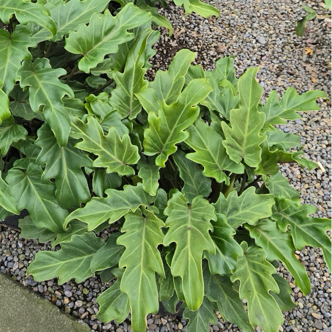 philodendron xanadu variegated Xanadu Philodendron