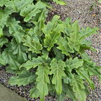 Winterbourn philodendron on a gravel surface
