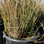 Potted Juncus patens ‘Carmaris Gray’ plant with thin green and brown stems in a black pot.