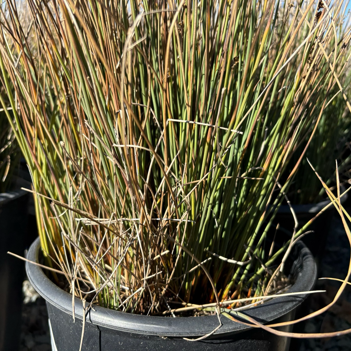 Potted Juncus patens ‘Carmaris Gray’ plant with thin green and brown stems in a black pot.