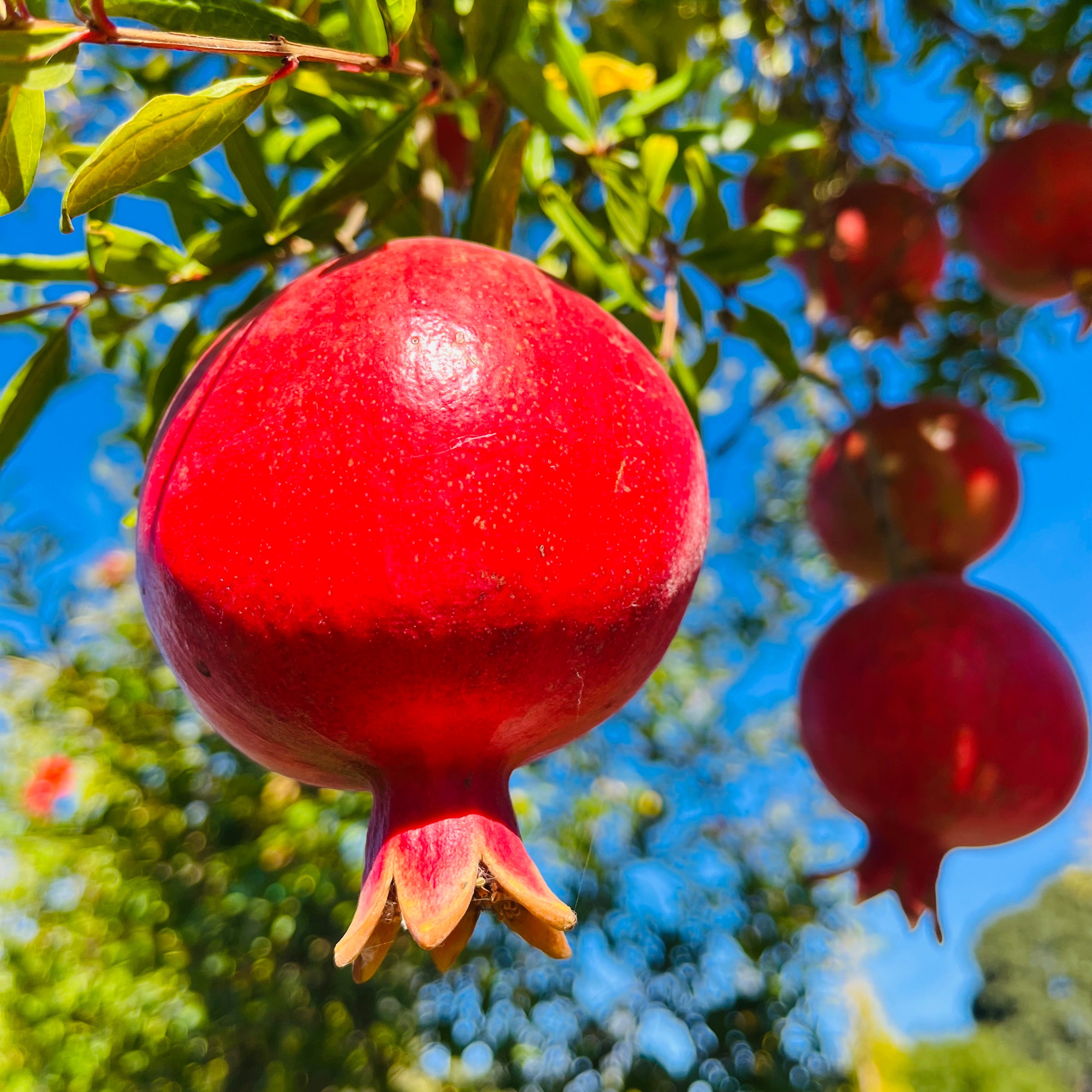 Wonderful Pomegranate