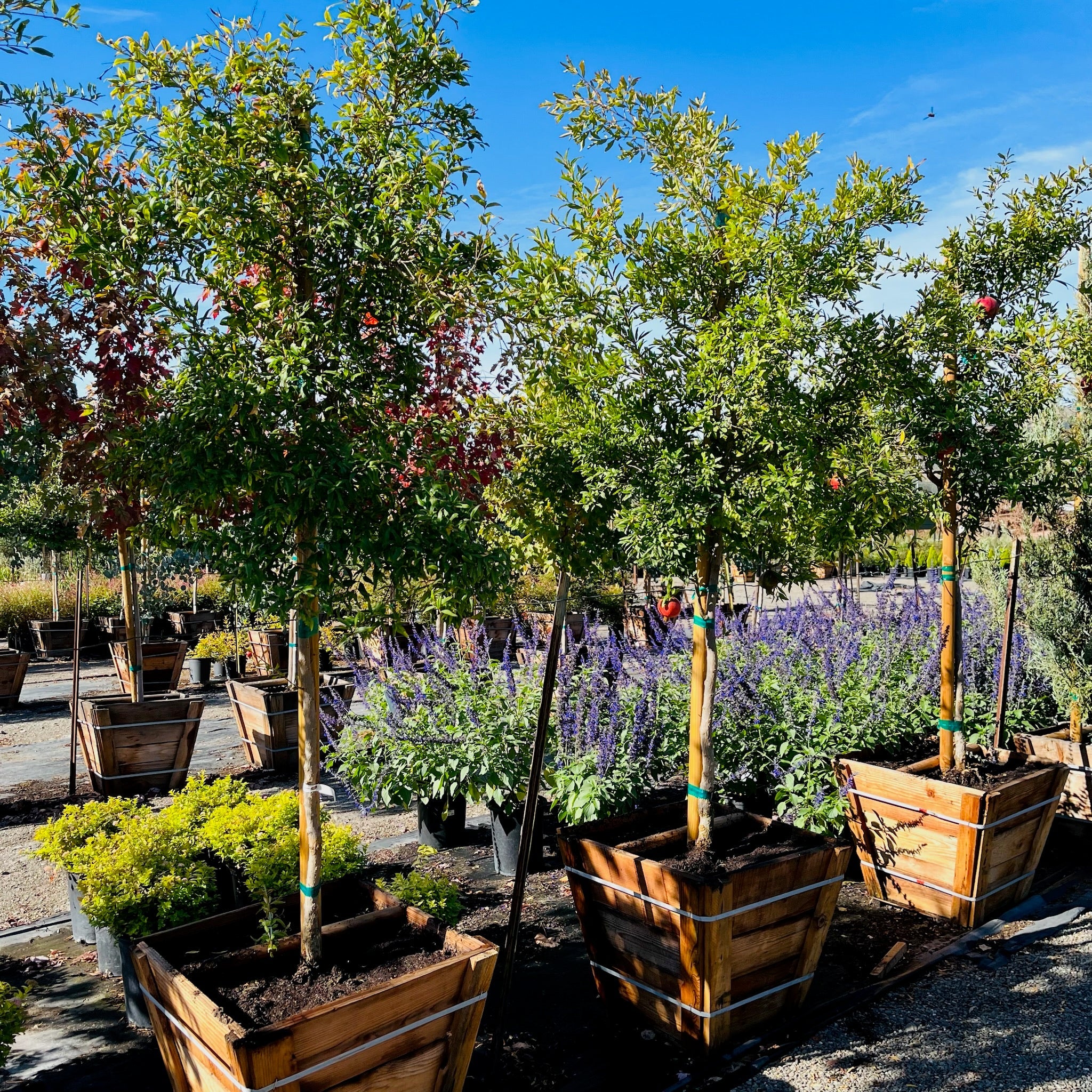 Wonderful Pomegranate