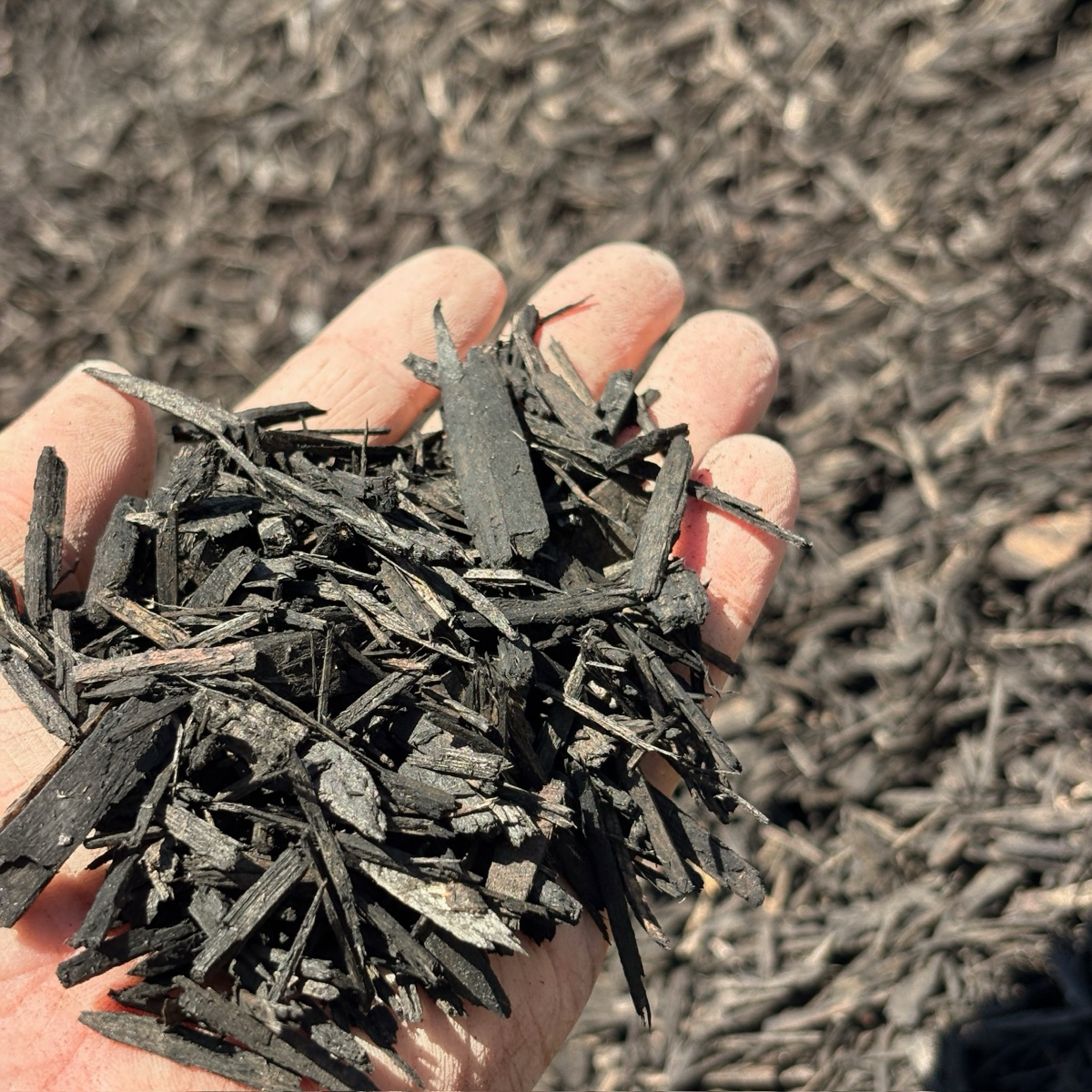 Hand holding a small pile of dark mulch against a background of more mulch.