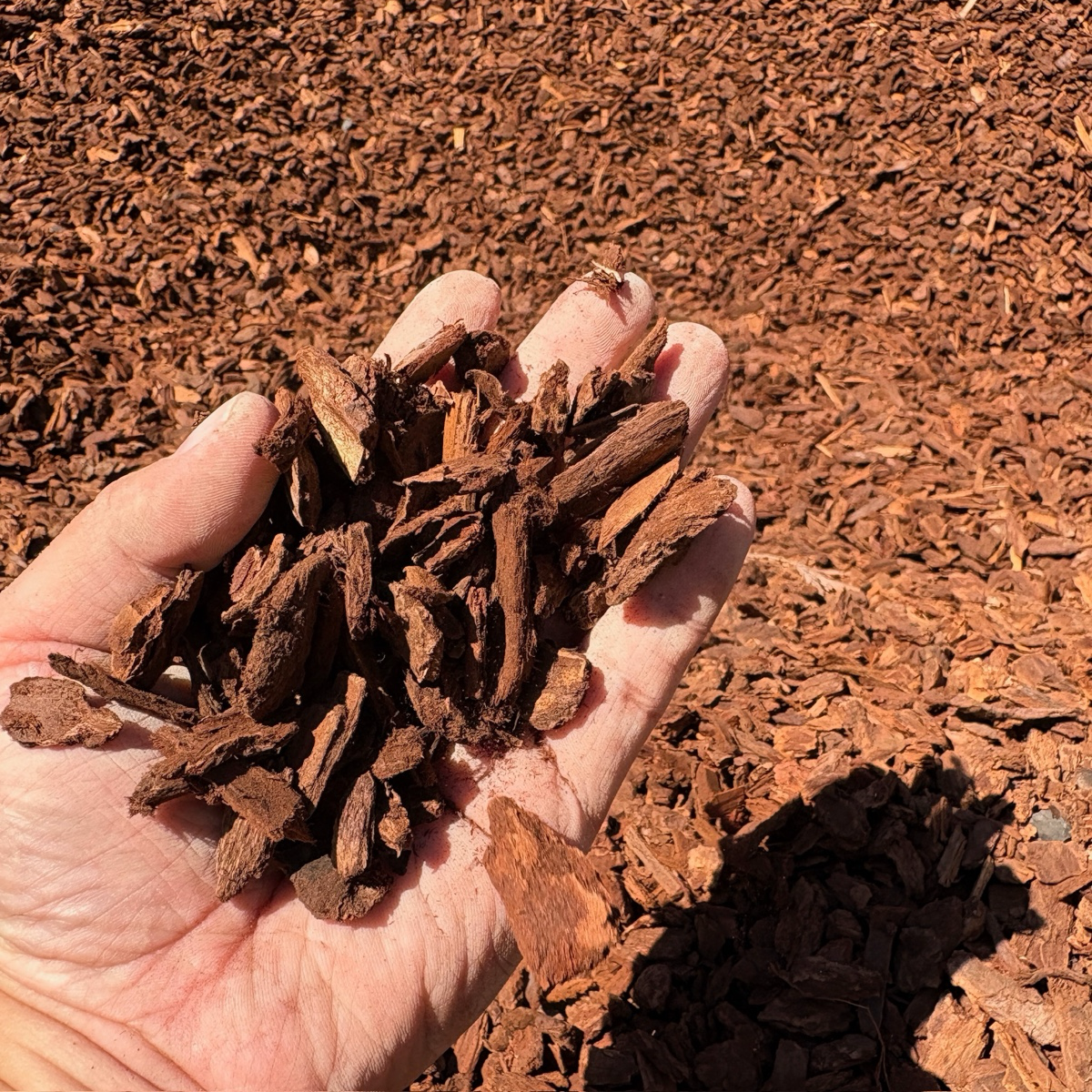Hand holding a cluster of brown wood chips against a background of more wood chips.