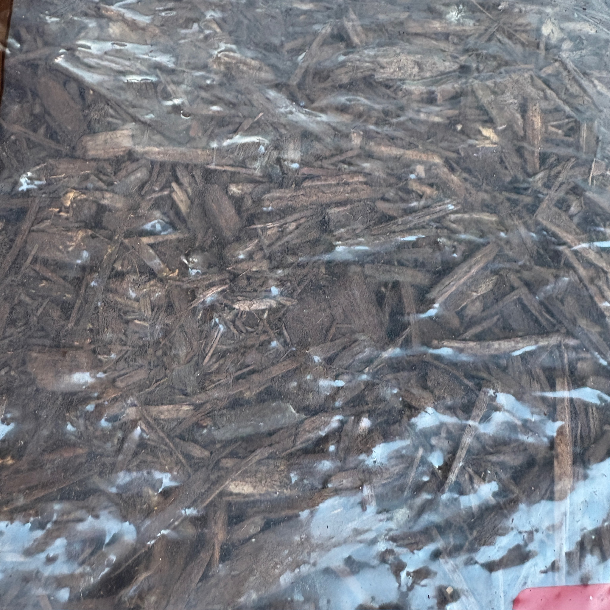 Close-up of wood chips and sawdust on a surface