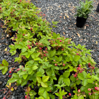 Woodland Strawberry