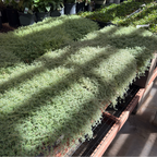 Woolly Thyme