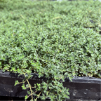 Woolly Thyme