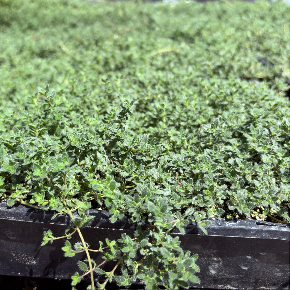 Woolly Thyme