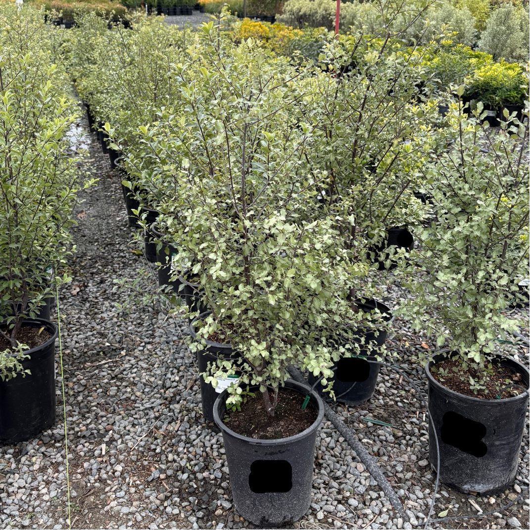 Wrinkled Blue Kohuhu