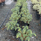 Wulf Spurge