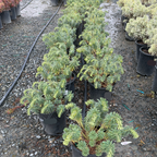 Wulf Spurge