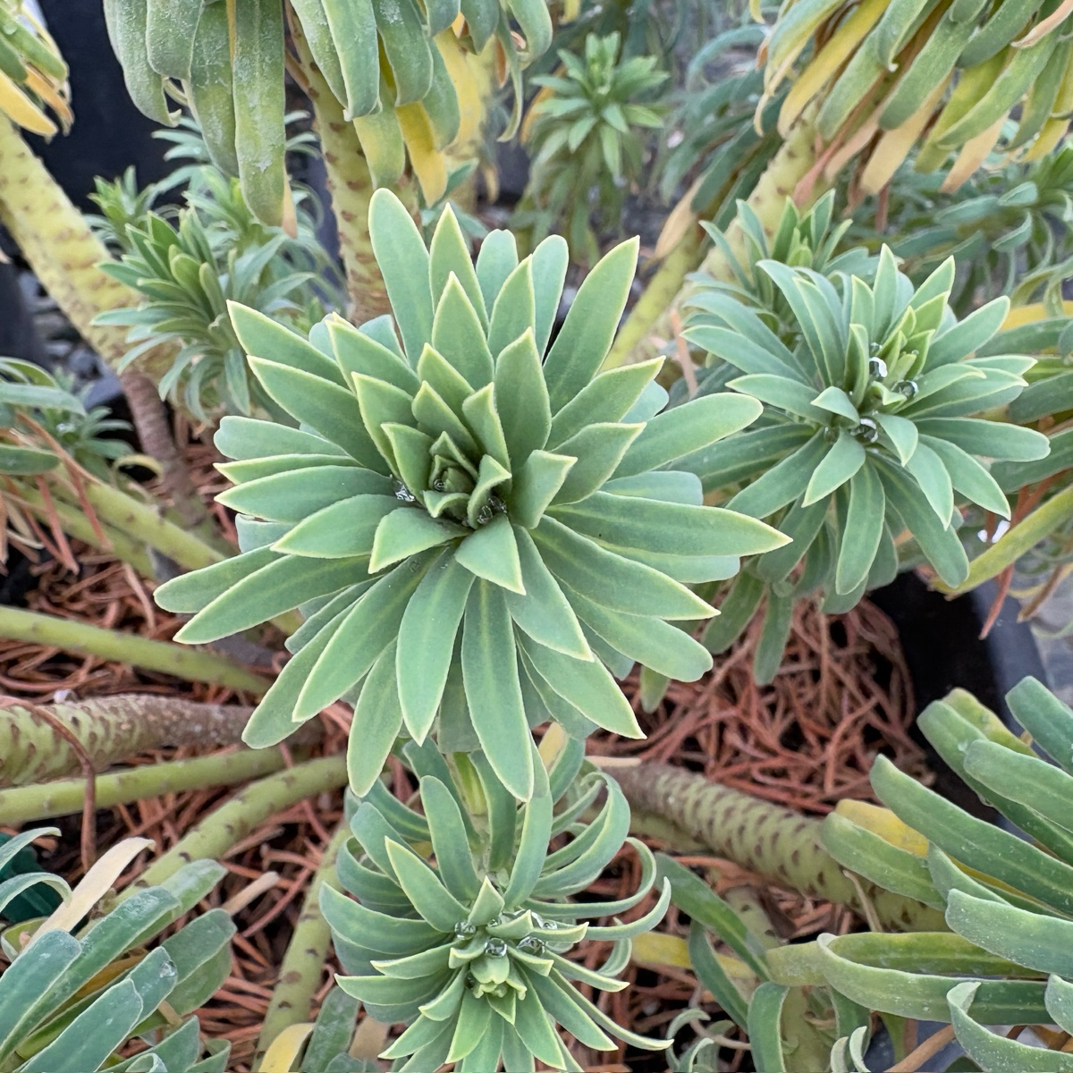Wulf Spurge