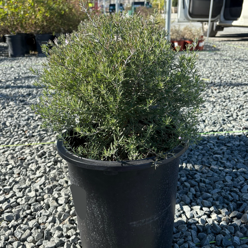 Wynyabbie Gem Coast Rosemary | Compact Lilac-Flowering Evergreen