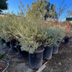 Wynyabbie Gem Coast Rosemary