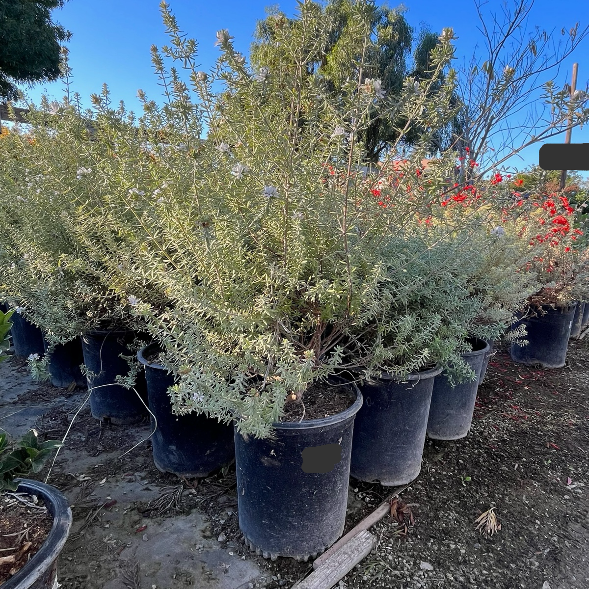 Wynyabbie Gem Coast Rosemary