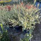 Wynyabbie Gem Coast Rosemary