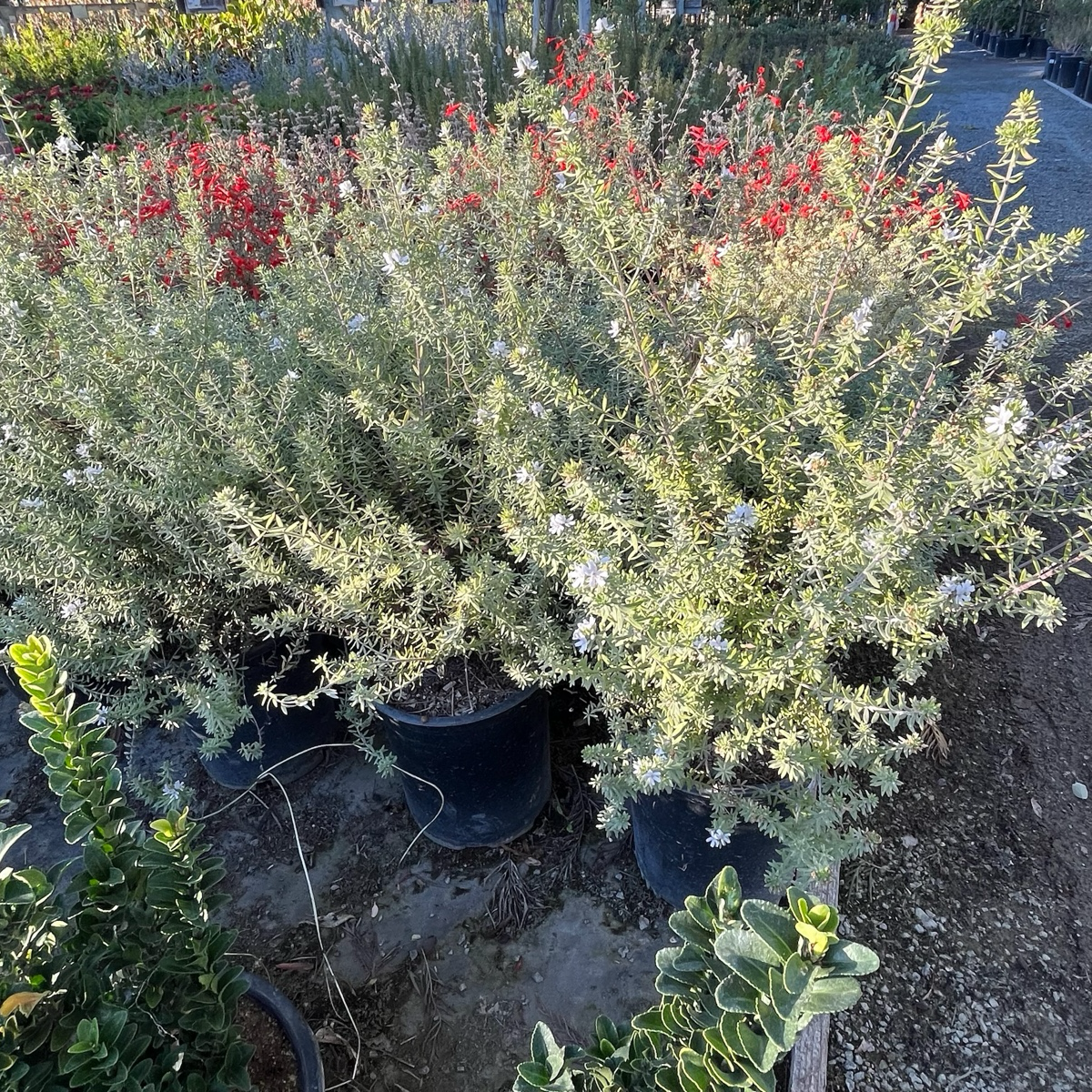 Wynyabbie Gem Coast Rosemary