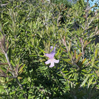 Wynyabbie Gem Coast Rosemary