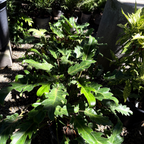 Xanadu Philodendron
