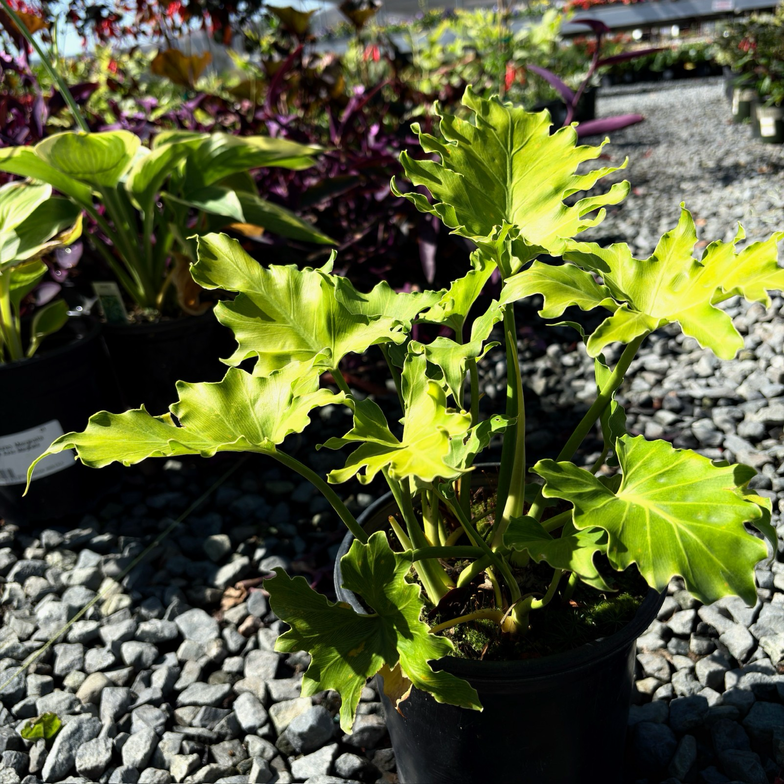 Xanadu Philodendron | Compact Tropical Foliage Plant – Victory Nursery