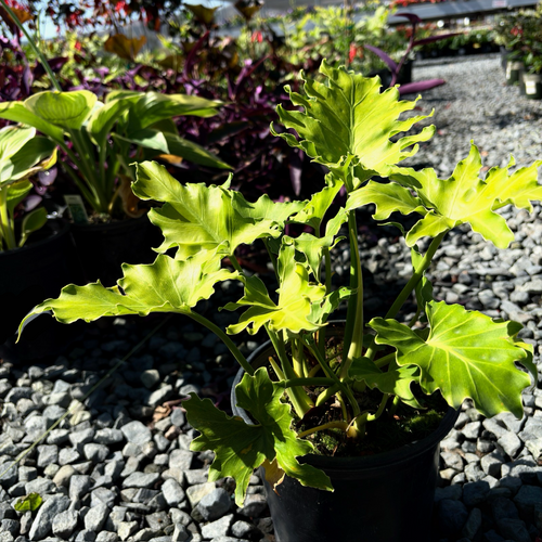Xanadu Philodendron | Compact Tropical Foliage Plant – Victory Nursery