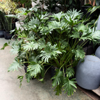 Potted Xanadu Philodendron plant with large green leaves on a concrete floor with gray vases in the background.