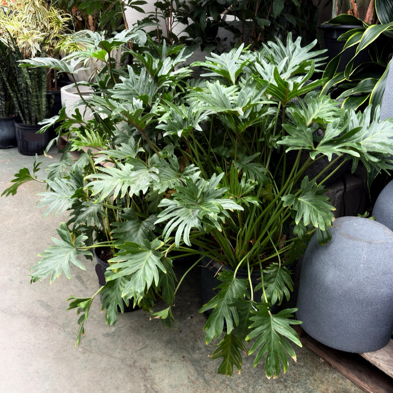 Potted Xanadu Philodendron plant with large green leaves on a concrete floor with gray vases in the background.