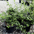 Yankee Point California Lilac