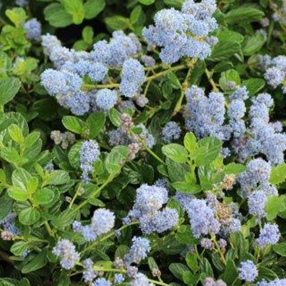 Yankee Point California Lilac