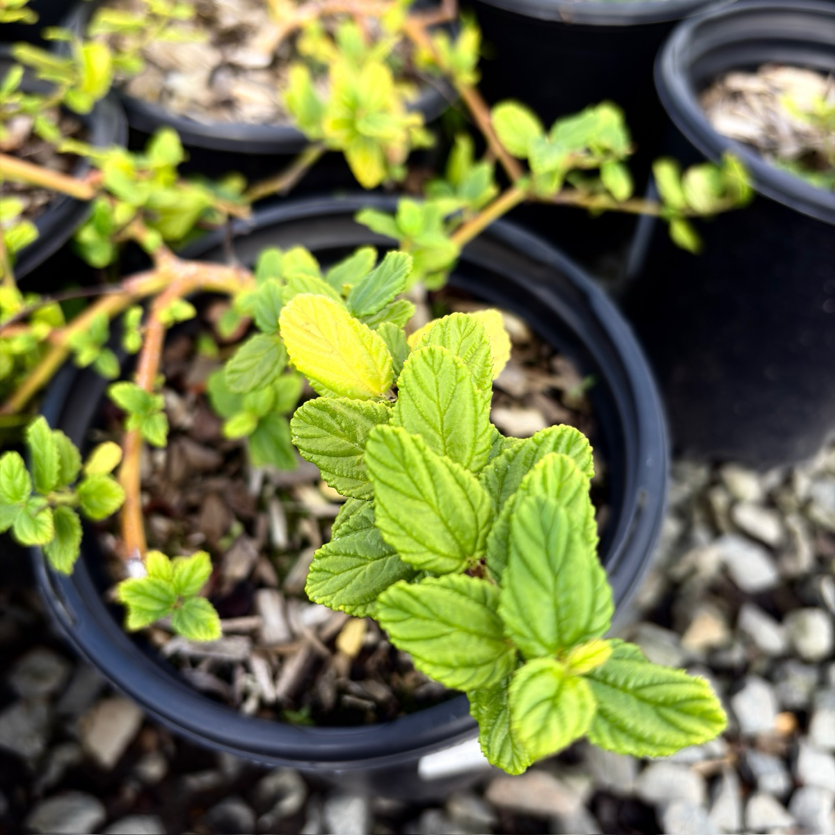 Yankee Point California Lilac