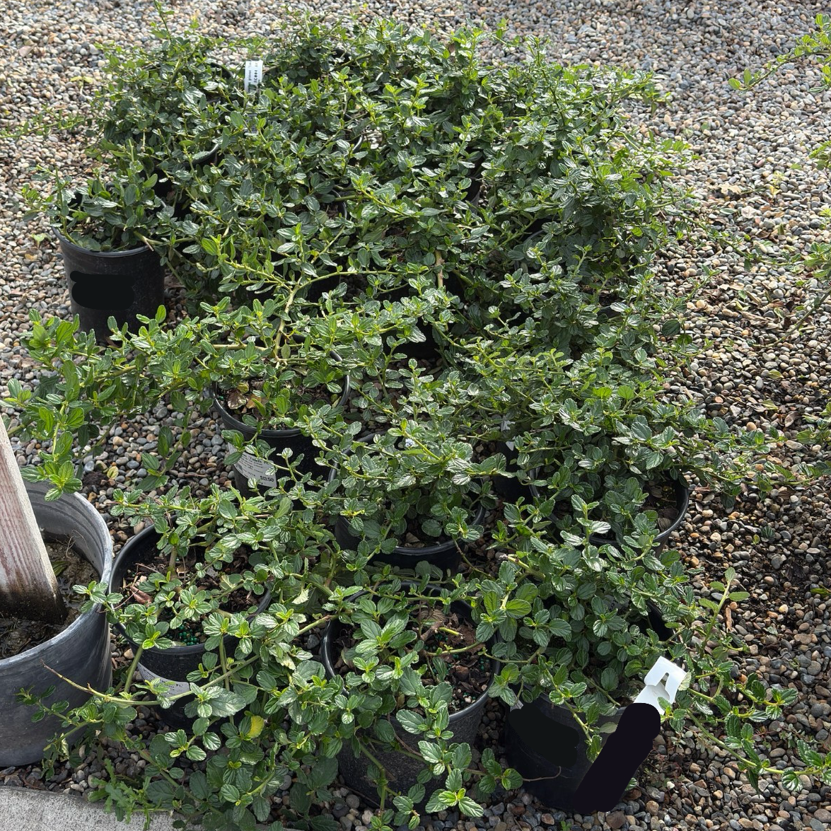 Yankee Point California Lilac