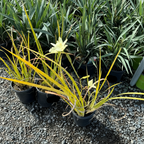 Yellow African Iris