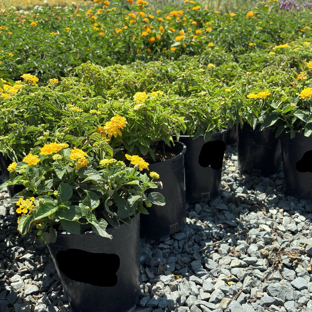 Yellow Bandana® Lantana