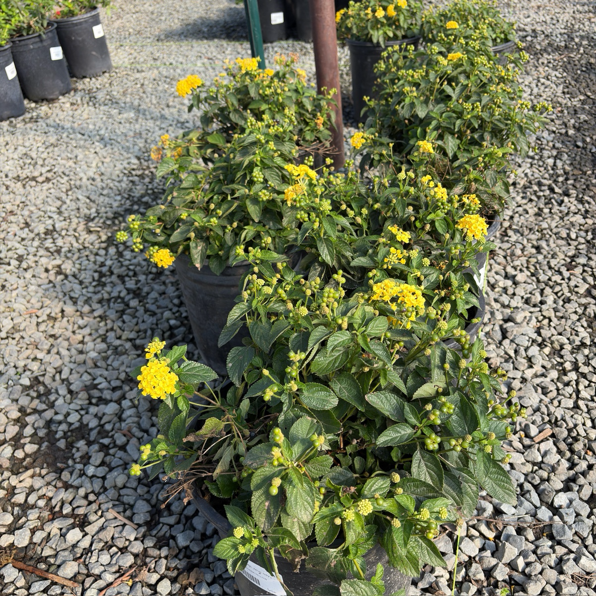 Yellow Bandana® Lantana