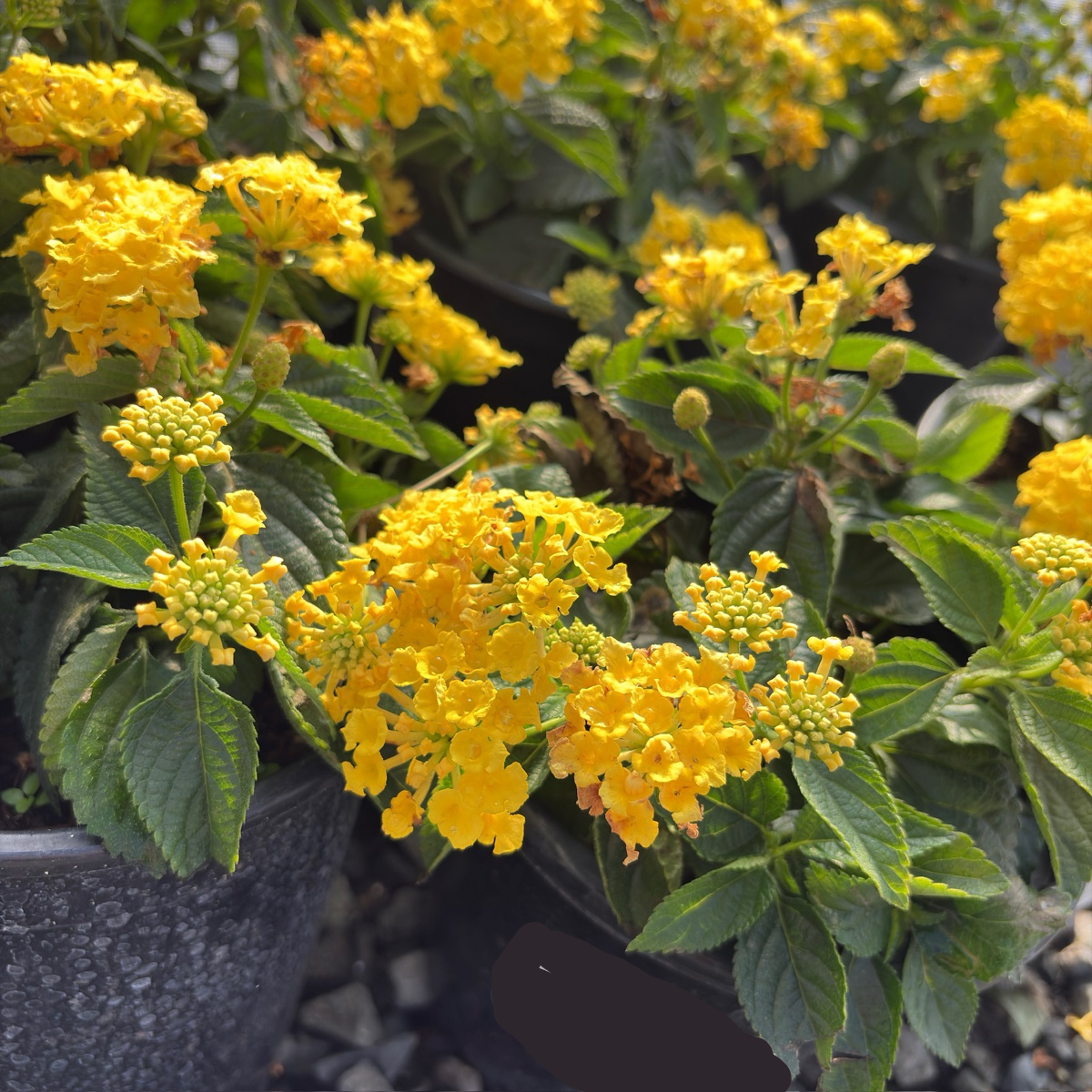 Yellow Bandana® Lantana