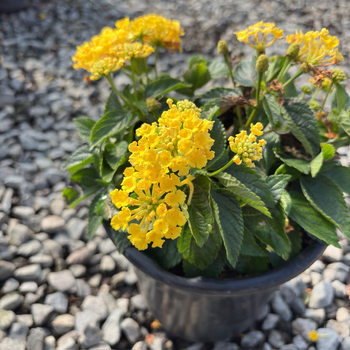 Yellow Bandana Lantana