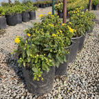 Yellow Bandana Lantana