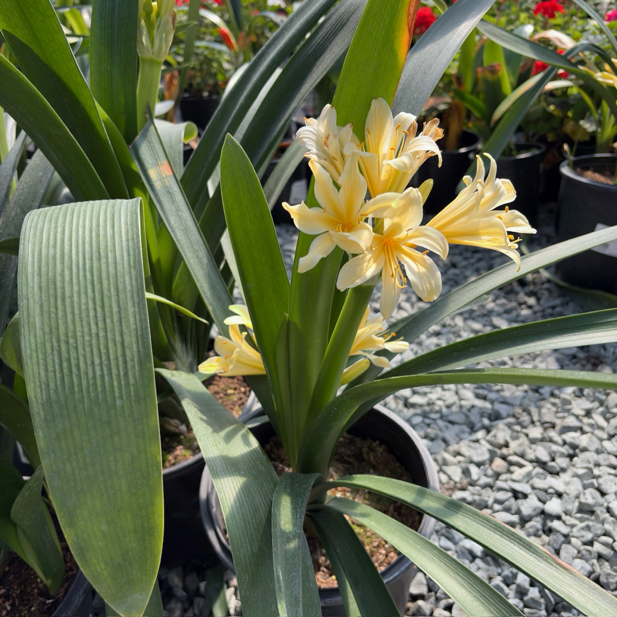 Yellow Belgian Hybrid Bush Lily with green leaves in a garden setting