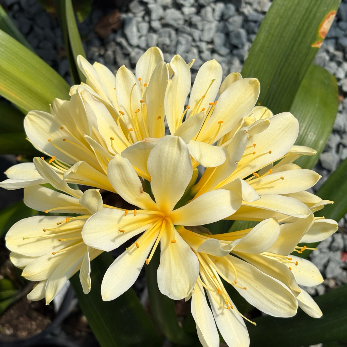 Close-up of Yellow Belgian Hybrid Bush Lily with green leaves on a blurred background