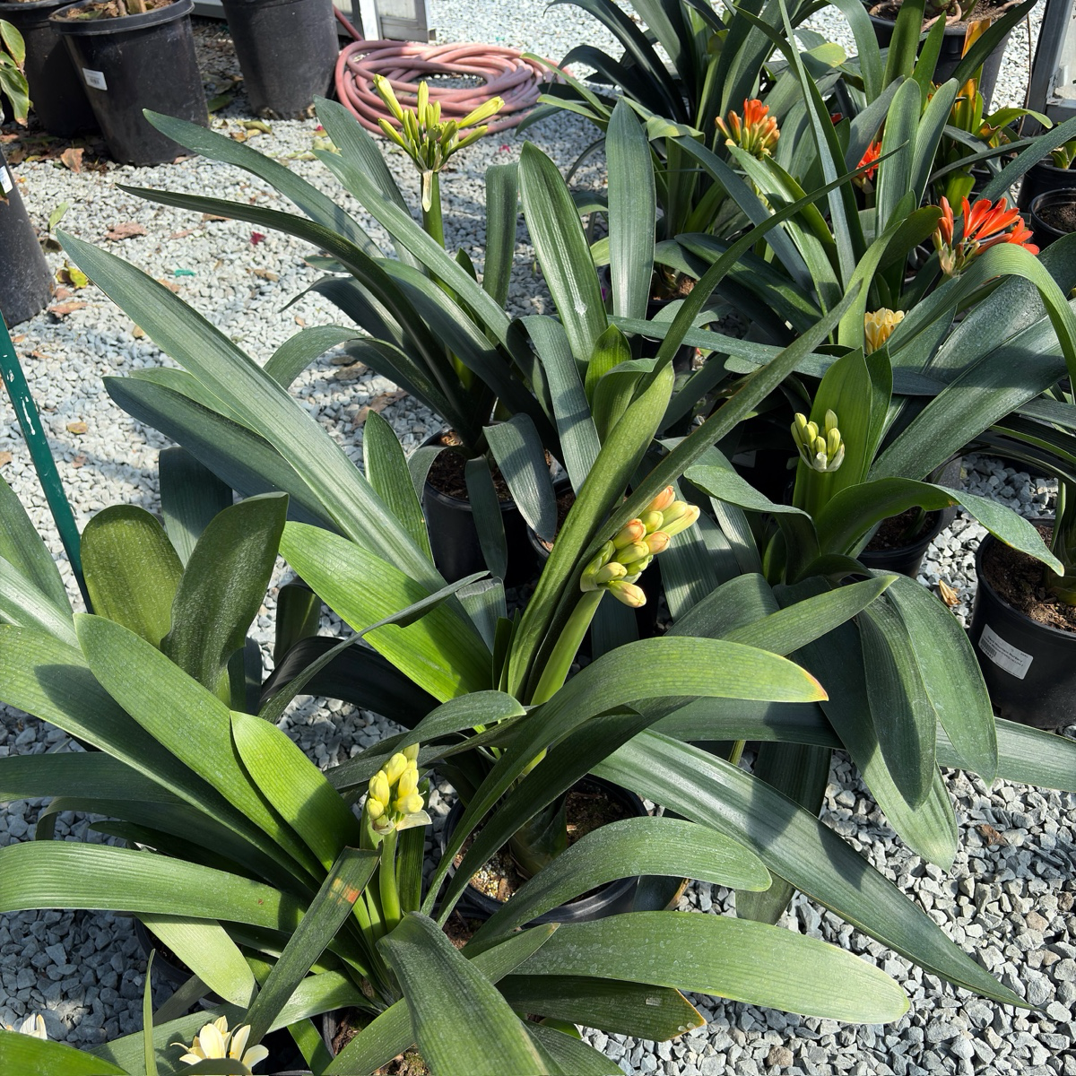 Yellow Belgian Hybrid Bush Lily with green leaves and small flowers on a gravel surface
