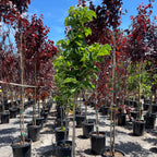 Row of potted Yellow Bird Magnolia trees with red and green foliage in a nursery setting.